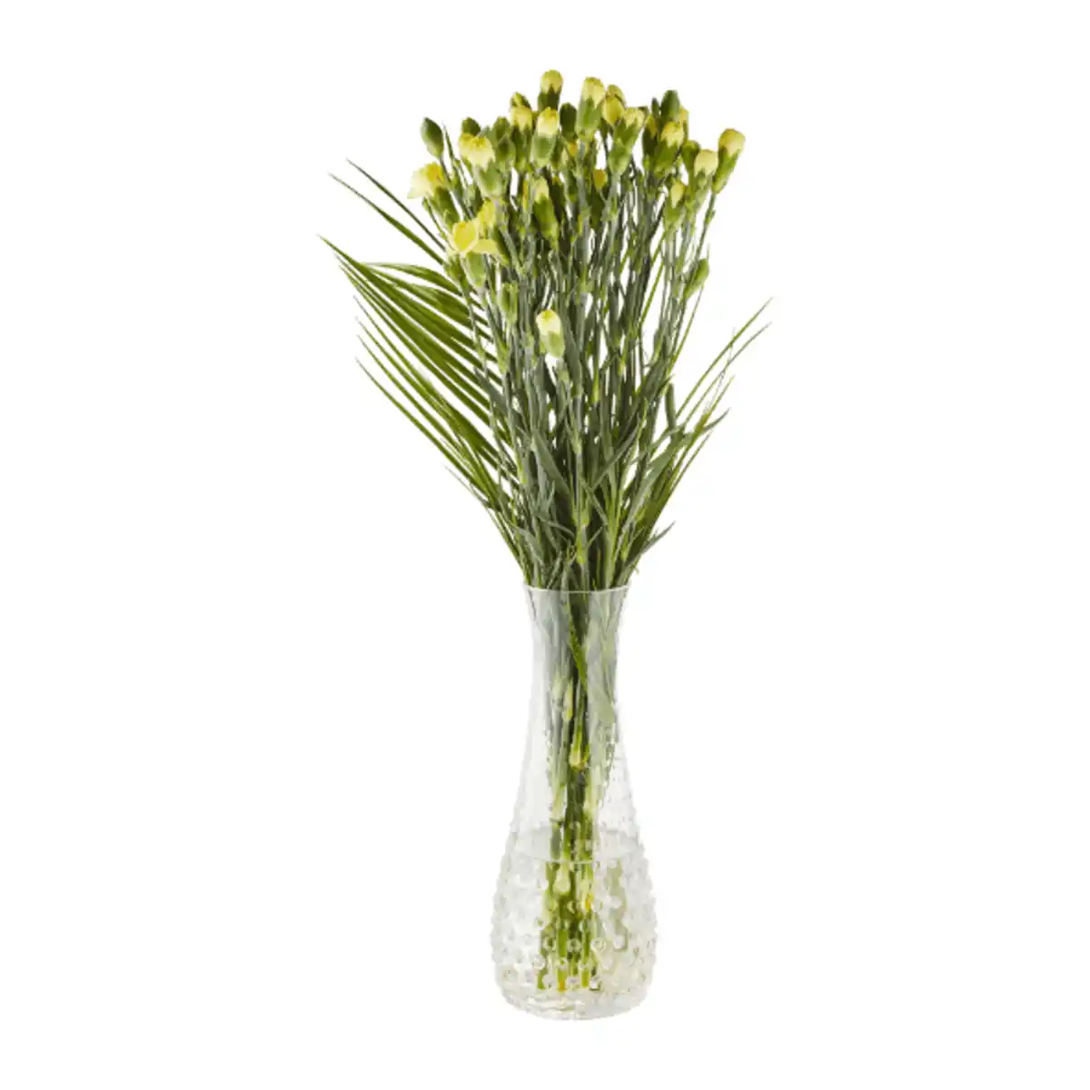 Bild 3 von GARDENLINE Spraynelken