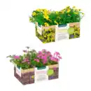 Bild 1 von GARDENLINE Beet- / Balkon- / Kübelpflanzen