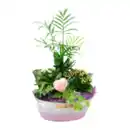 Bild 3 von GARDENLINE Muttertagspflanzen