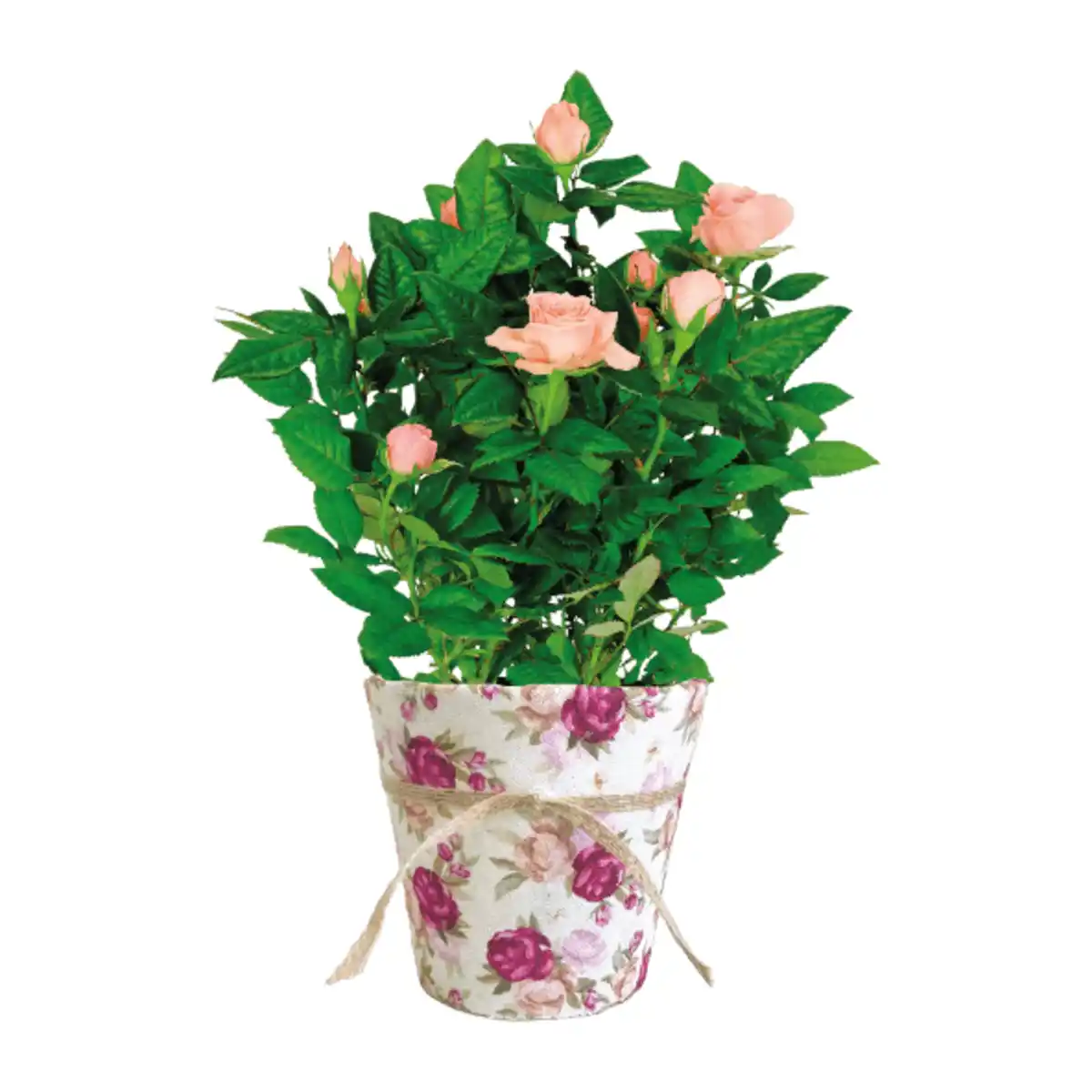 Bild 4 von GARDENLINE Rosen