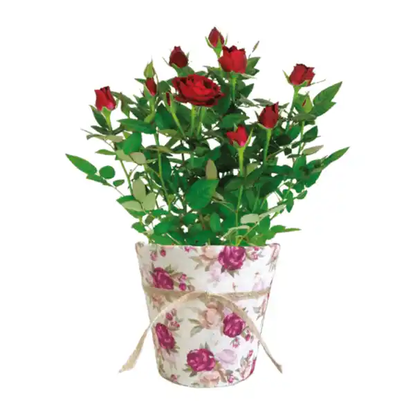 Bild 2 von GARDENLINE Rosen