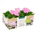Bild 2 von GARDENLINE Beet- / Balkon- / Kübelpflanzen
