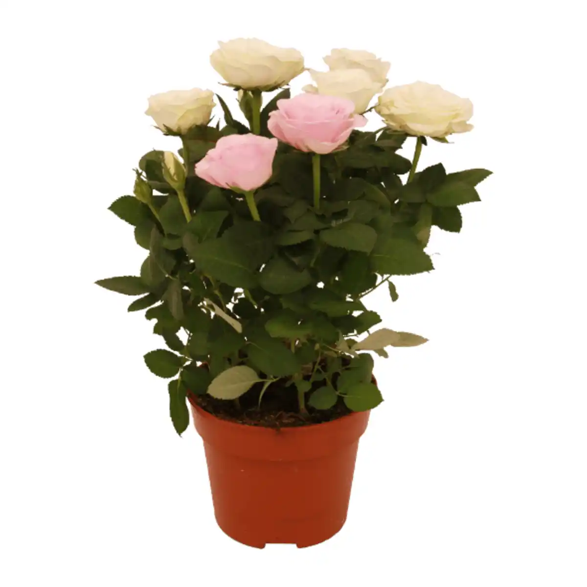 Bild 2 von GARDENLINE Topfrosen „Dolce Amore”