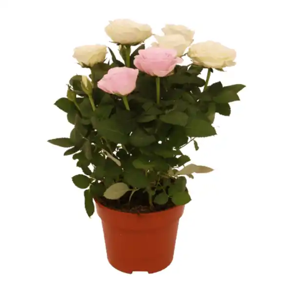 Bild 2 von GARDENLINE Topfrosen „Dolce Amore”