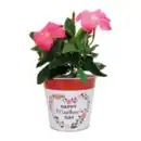 Bild 3 von GARDENLINE Dipladenie