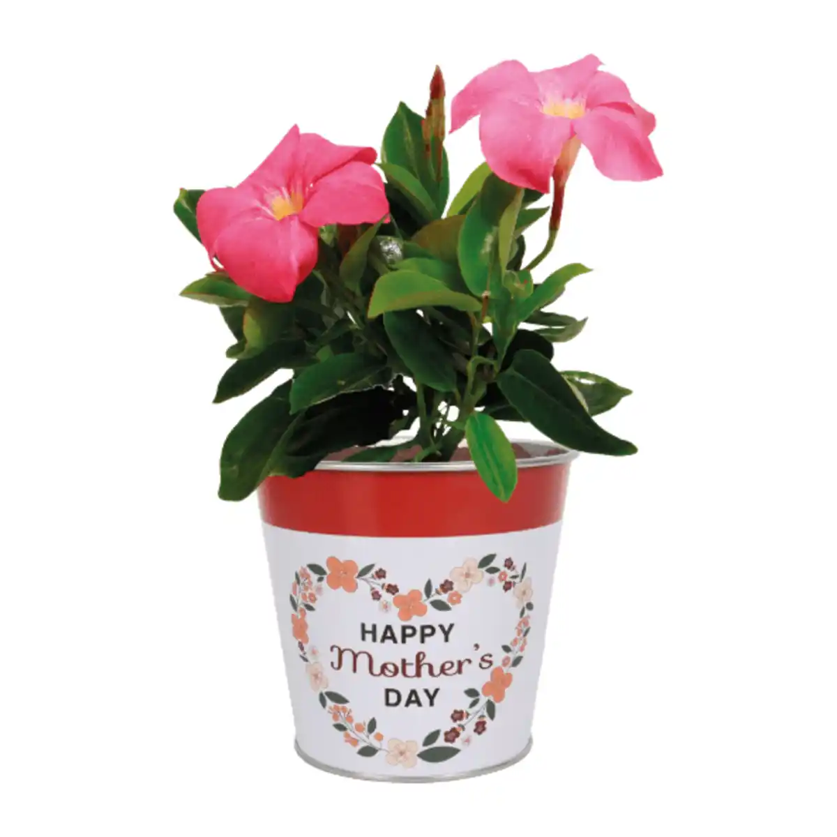 Bild 3 von GARDENLINE Dipladenie