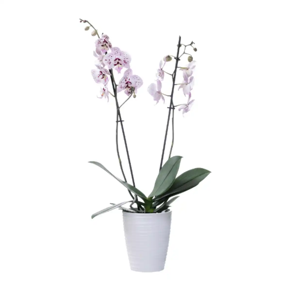 Bild 2 von GARDENLINE Phalaenopsis