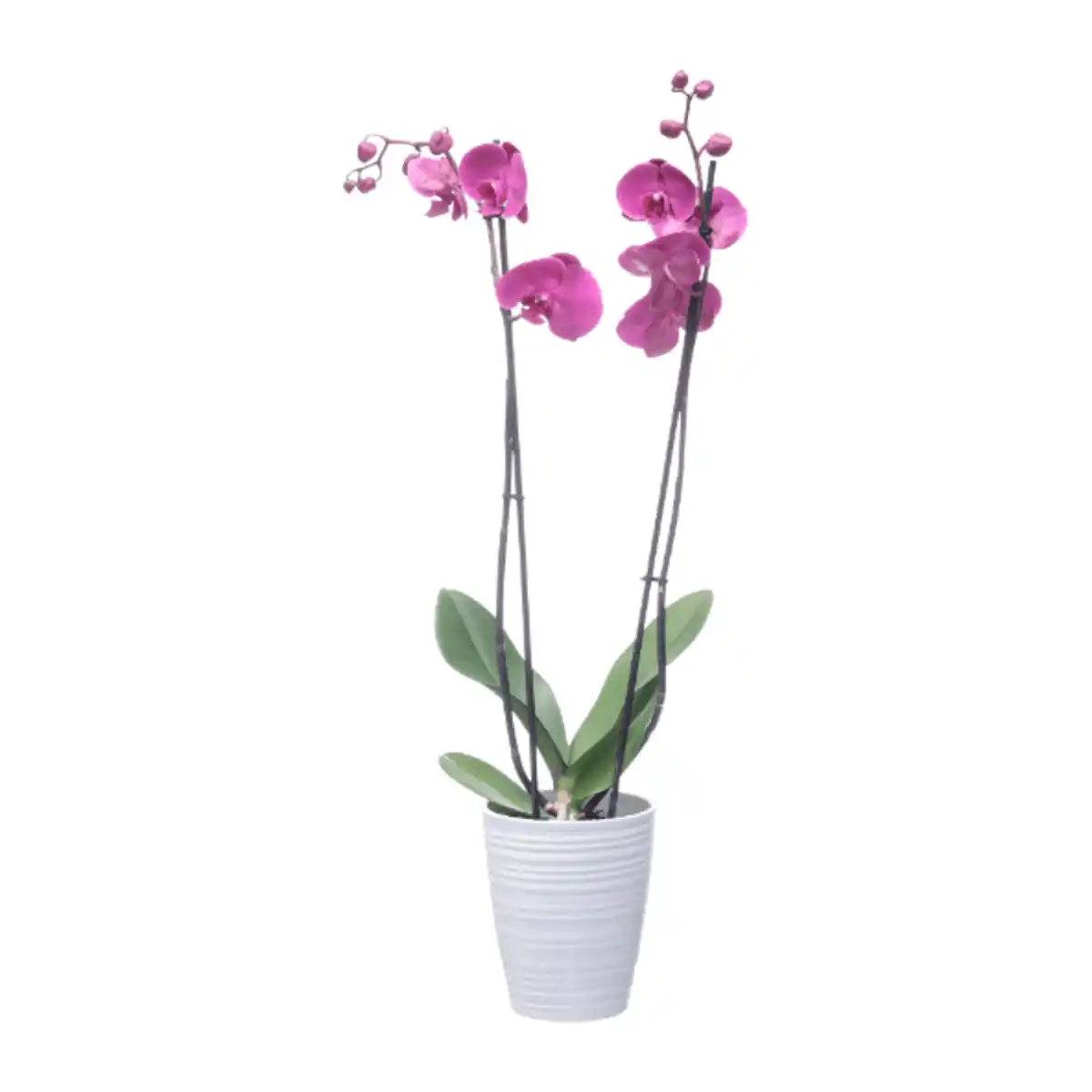 Bild 4 von GARDENLINE Phalaenopsis