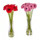 Bild 1 von GARDENLINE Germini