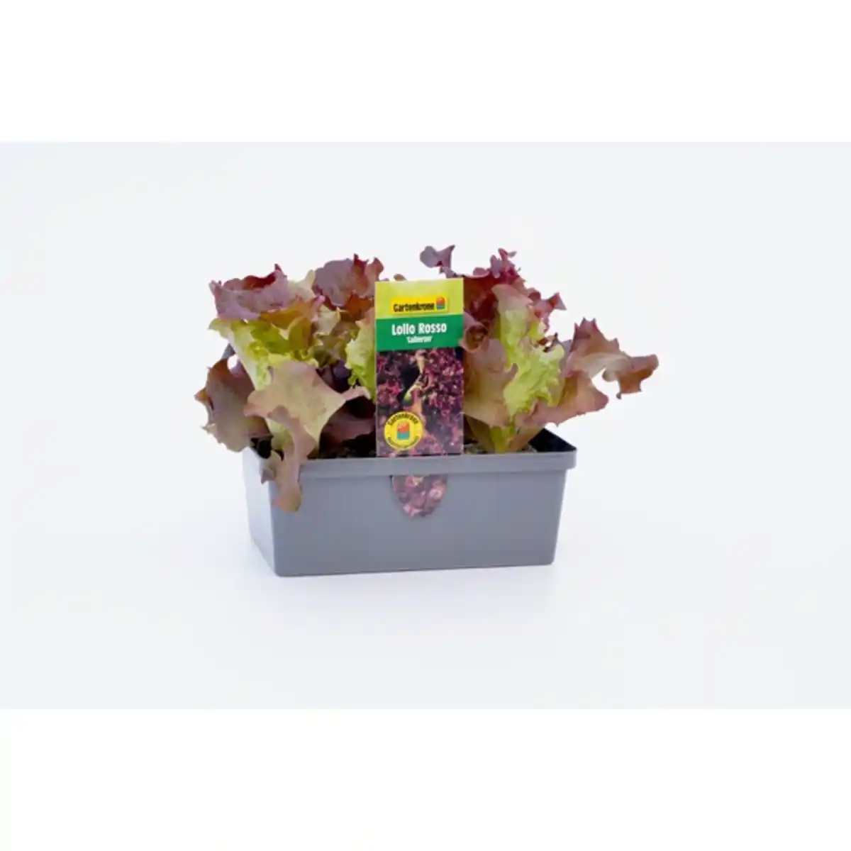 Bild 1 von Pflanze, Salat Lollo Rosso, 6er Schale