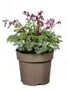 Bild 1 von Dicentra formosa Herzblumen 19 cm Topf