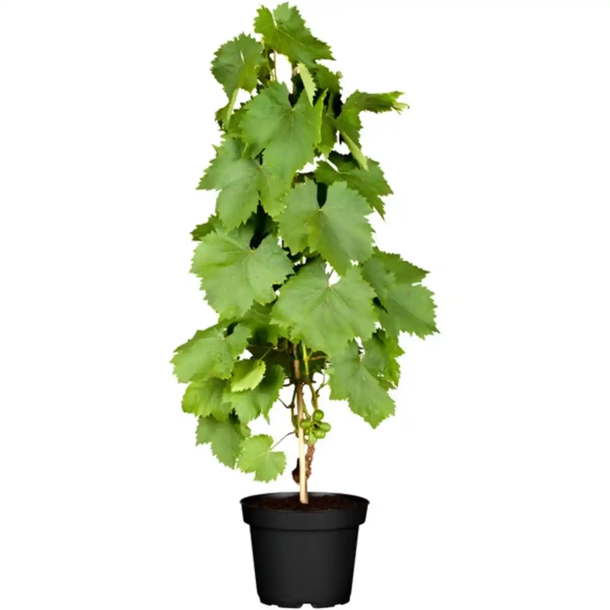 Bild 1 von Weinrebe »Vitis vinifera«, Höhe: 60-80 cm