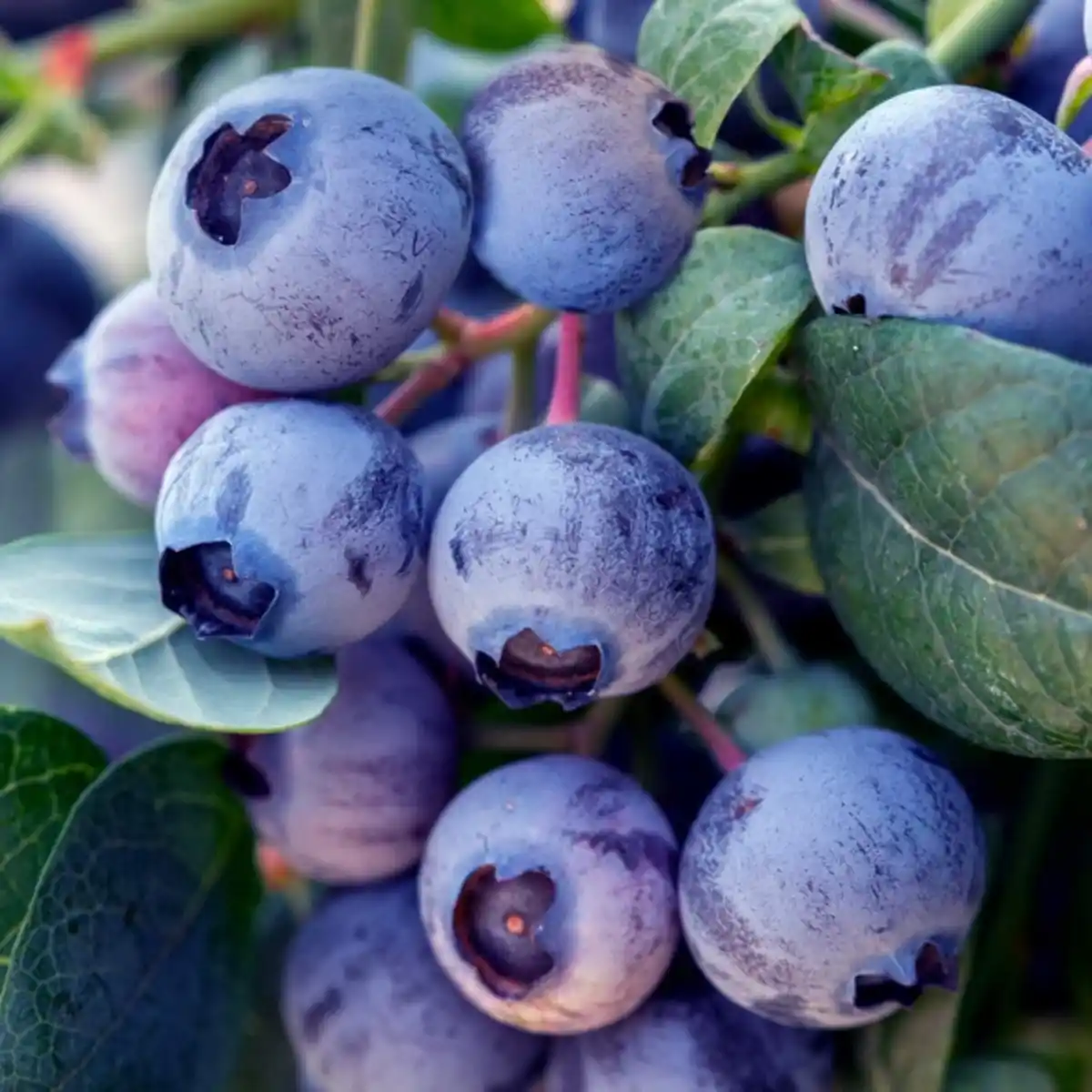 Bild 2 von Garten-Heidelbeere, mehrjaehrig, rosa