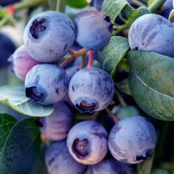 Bild 2 von Garten-Heidelbeere, mehrjaehrig, rosa