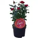 Bild 1 von Rose, Rosa »Zebeti®«, Blüte rot