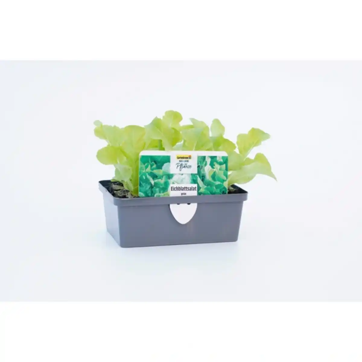 Bild 1 von Pflanze, Eichenlaubsalat, 6er Schale