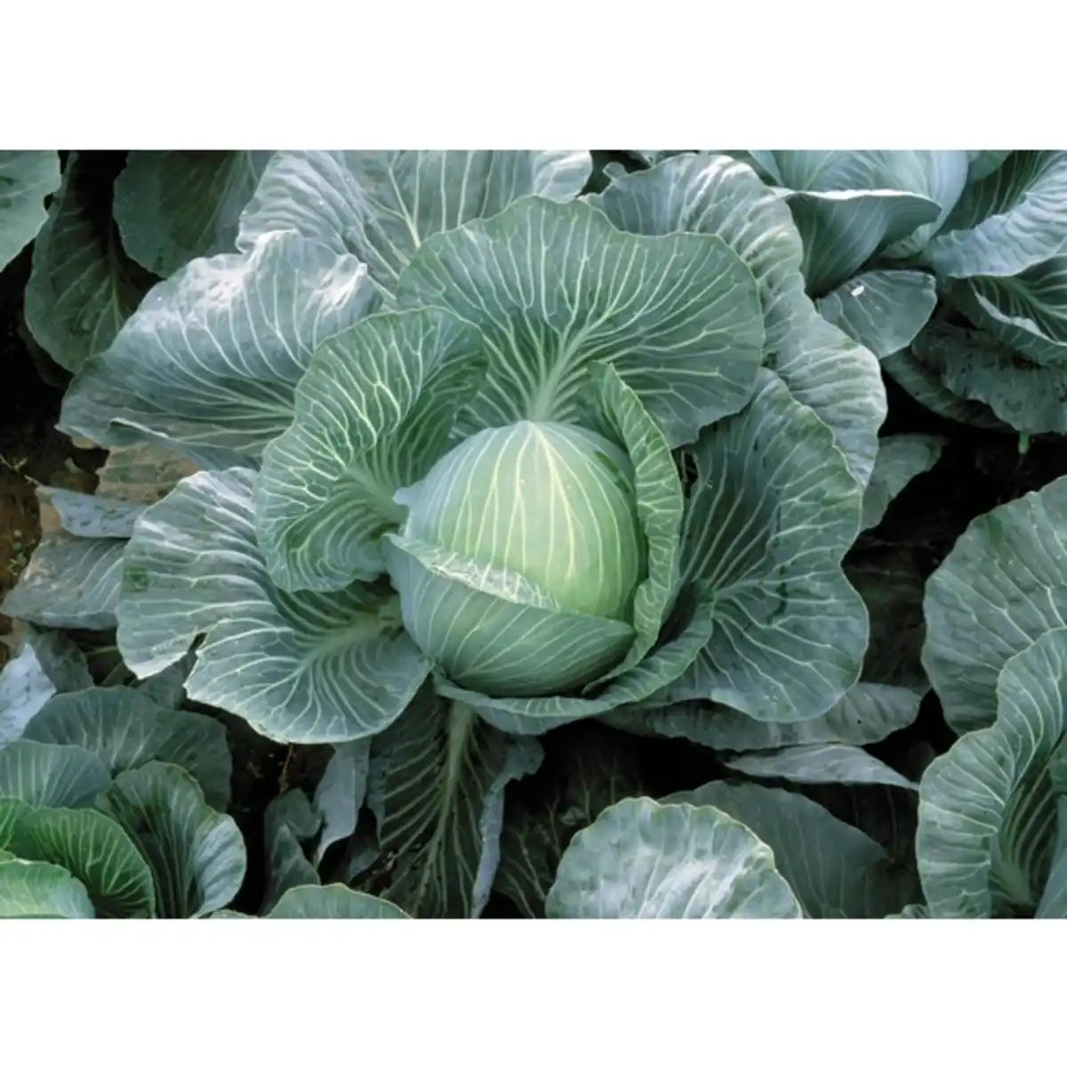 Bild 3 von Pflanze, Weißkohl, 6er Schale