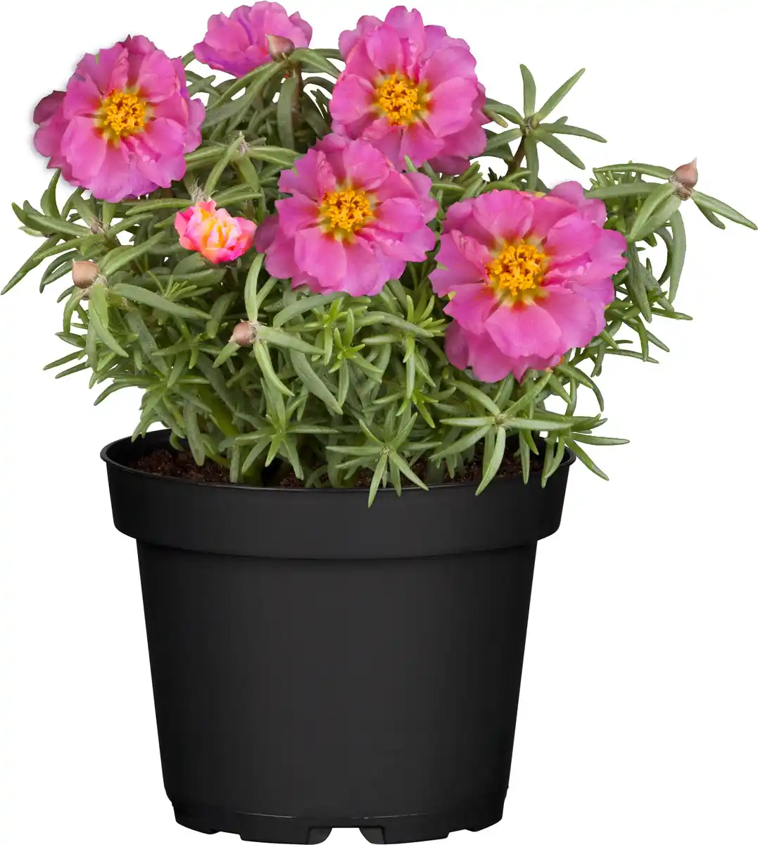 Bild 1 von Portulakröschen Portulaca 10,5 cm Topf