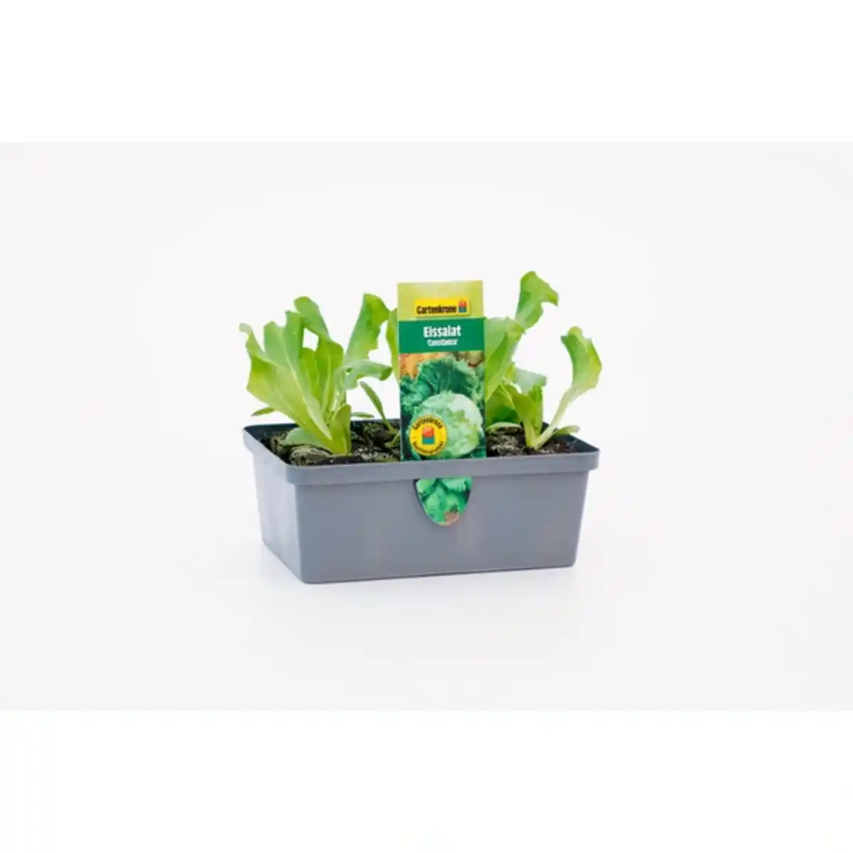Bild 1 von Pflanze, Eisberg Salat, 6er Schale