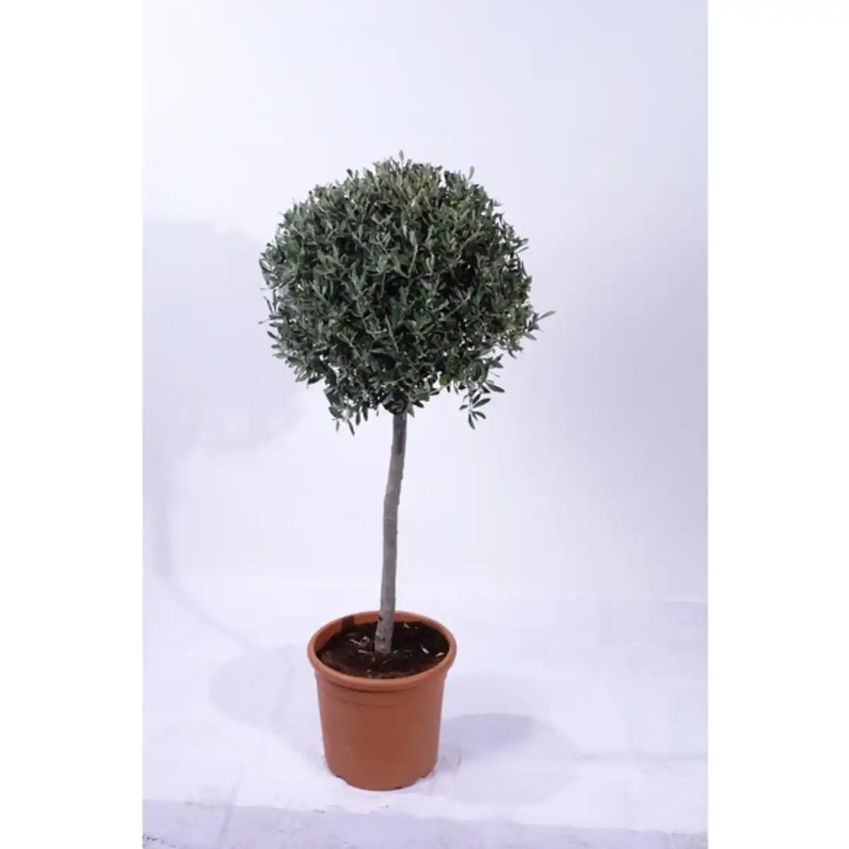 Bild 1 von Olive, Olea europaea