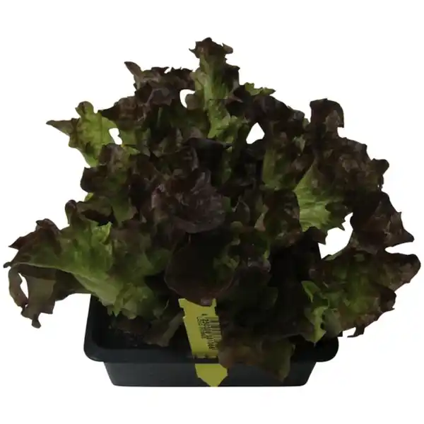 Bild 2 von Pflanze, Salat Lollo Rosso, 6er Schale