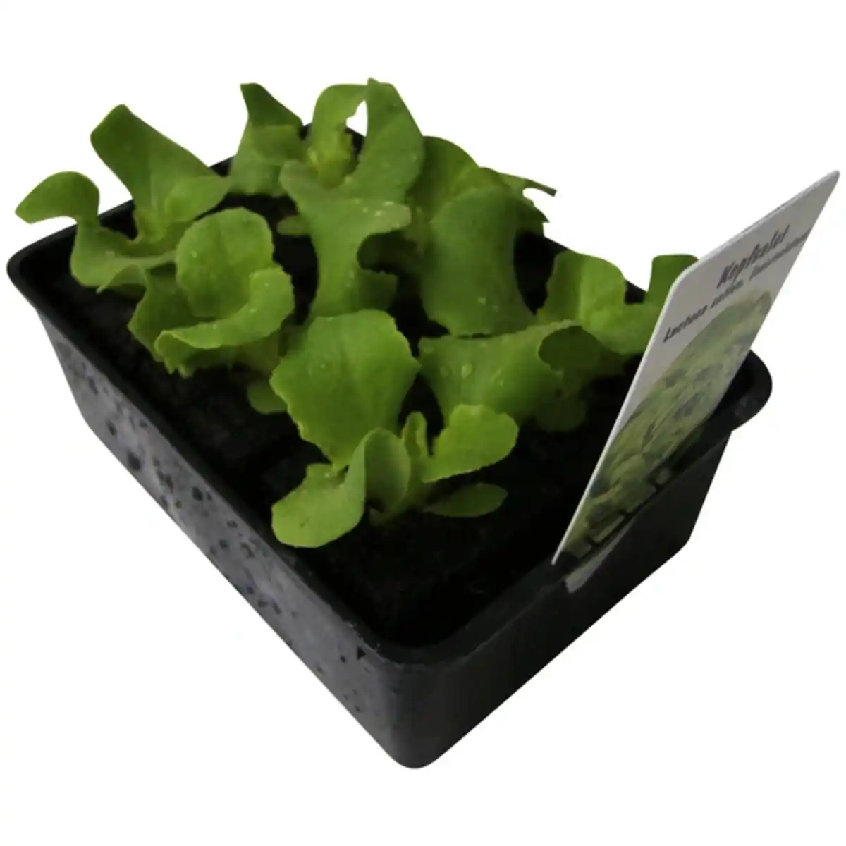 Bild 1 von Kopfsalat »Alhambra«, 6-er Schale, bio