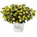 Bild 1 von Husarenknöpfchen, Sanvitalia procumbens, Blüte: gelb
