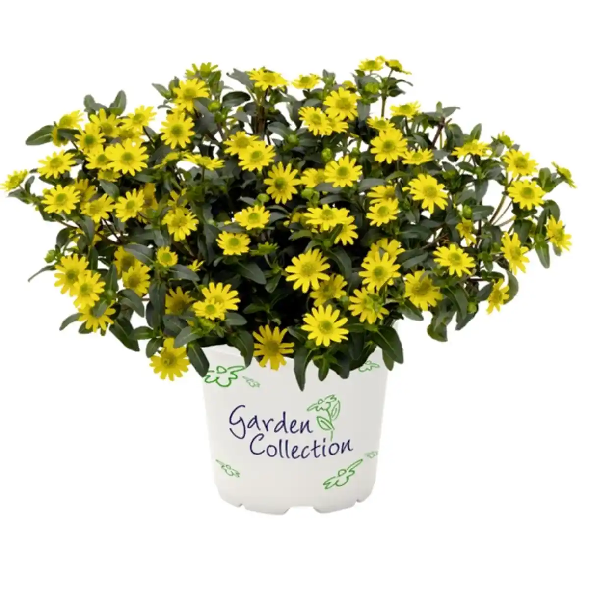 Bild 1 von Husarenknöpfchen, Sanvitalia procumbens, Blüte: gelb