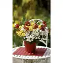 Bild 1 von Elfenspiegel, Nemesia Hybriden, Blüte: mehrfarbig