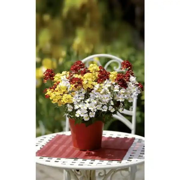 Bild 1 von Elfenspiegel, Nemesia Hybriden, Blüte: mehrfarbig