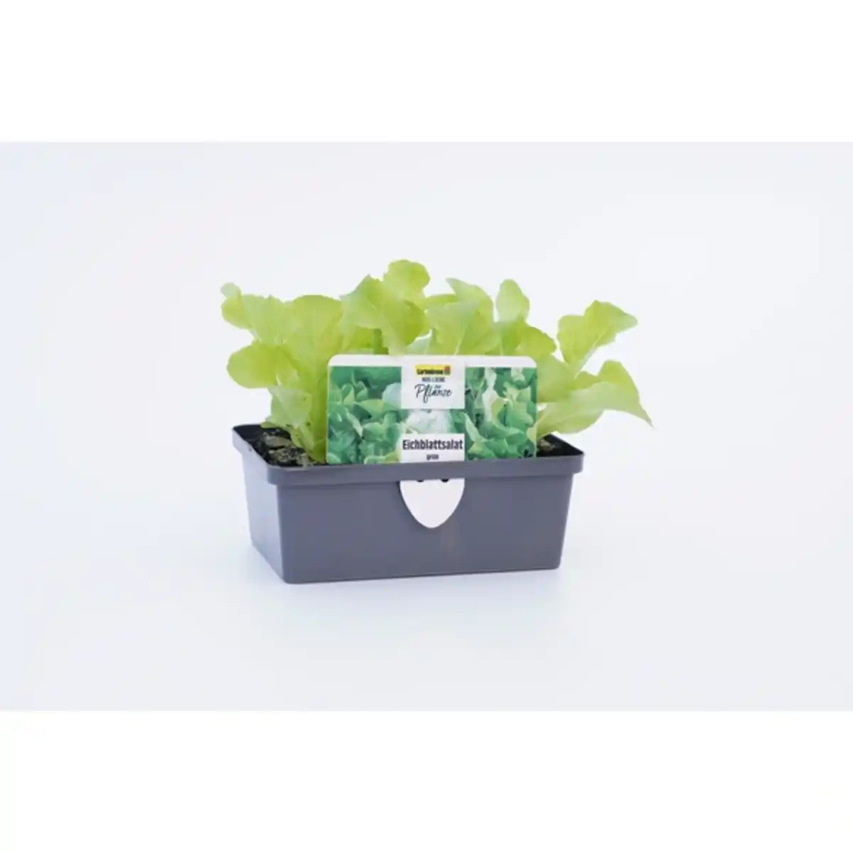 Bild 4 von Pflanze, Eichenlaubsalat, 6er Schale
