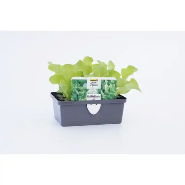 Bild 4 von Pflanze, Eichenlaubsalat, 6er Schale