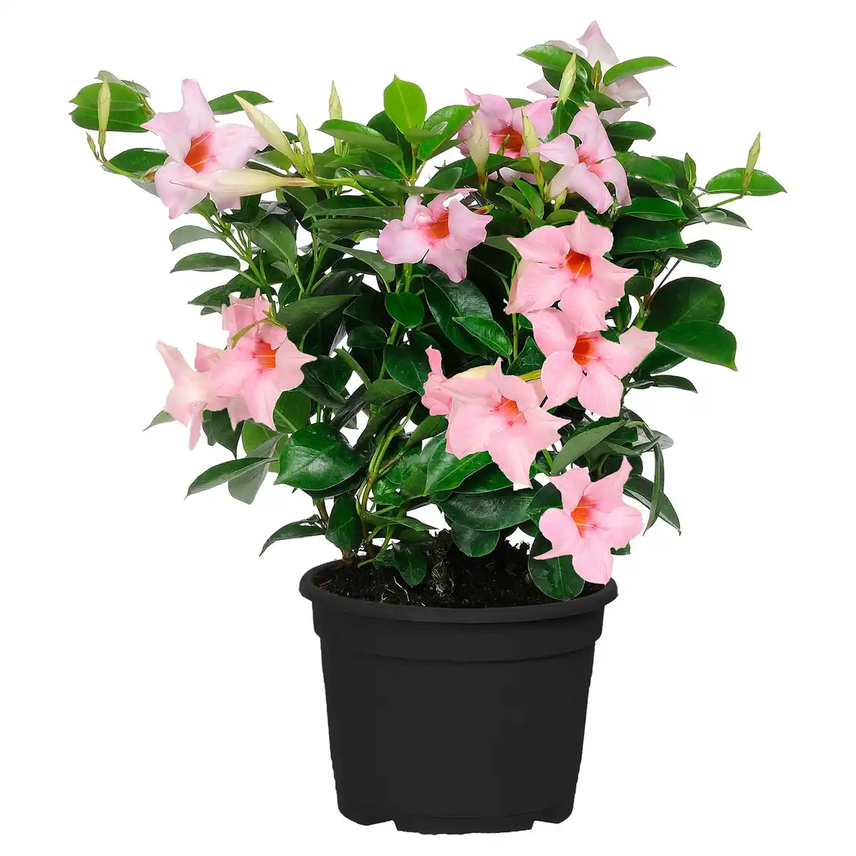 Bild 1 von GARDENLINE Dipladenie "Bella"