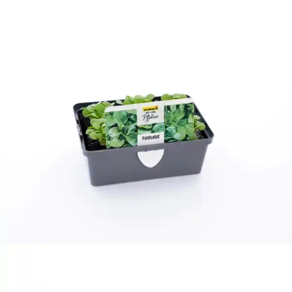 Bild 3 von Pflanze, Feldsalat, 6er Schale
