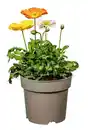 Bild 1 von Papaver nudicaule Gartenzwerg Islandmohn 19 cm Topf