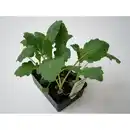 Bild 1 von Kohlrabi, 6-er Schale, bio, weiß