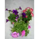 Bild 1 von Petunie, Petunia Hybriden, Blüte: gemischt, einfach
