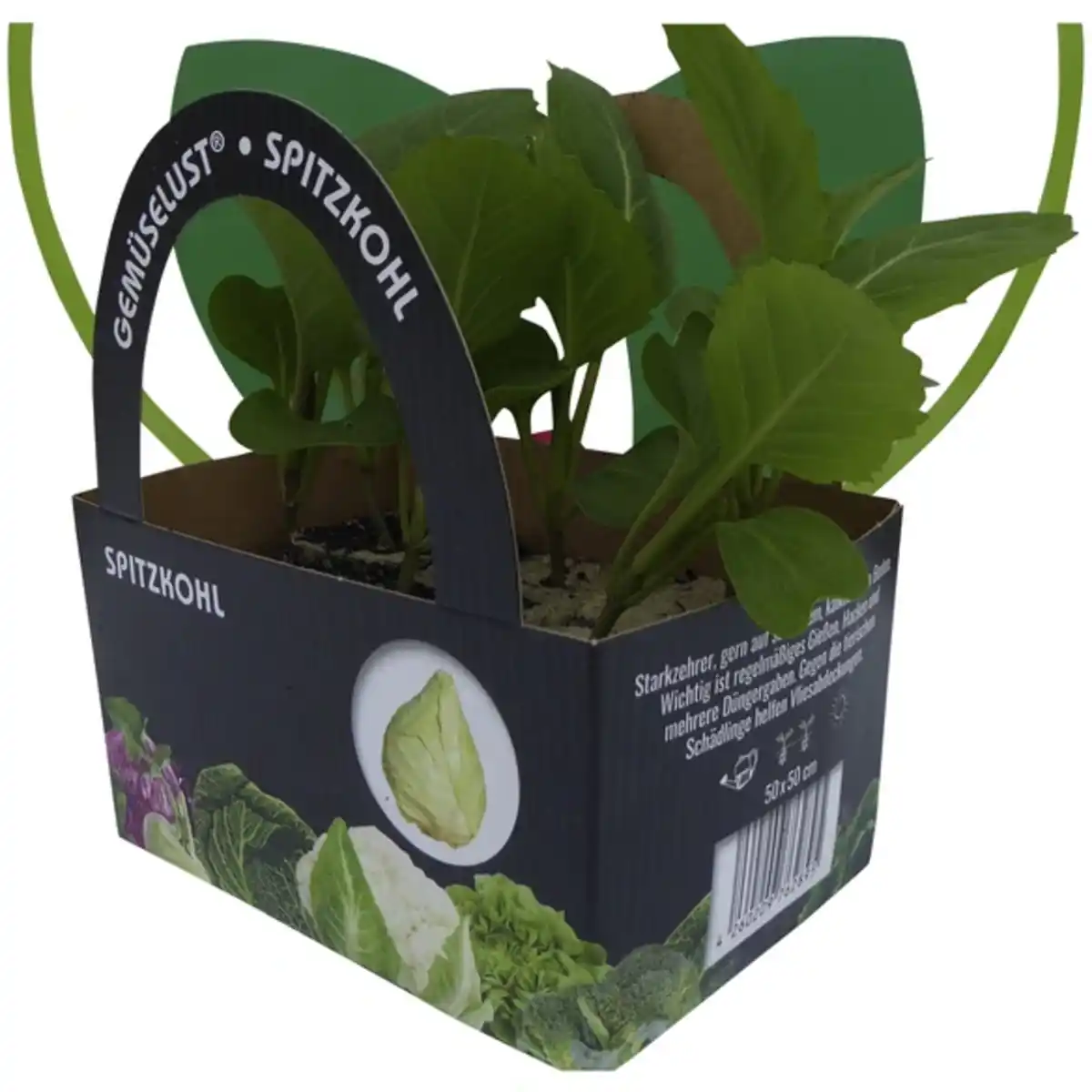 Bild 1 von Pflanze, Spitzkohl, 6er Schale