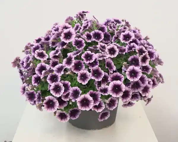 Bild 1 von Petunie °Bonnie° 12 cm Topf