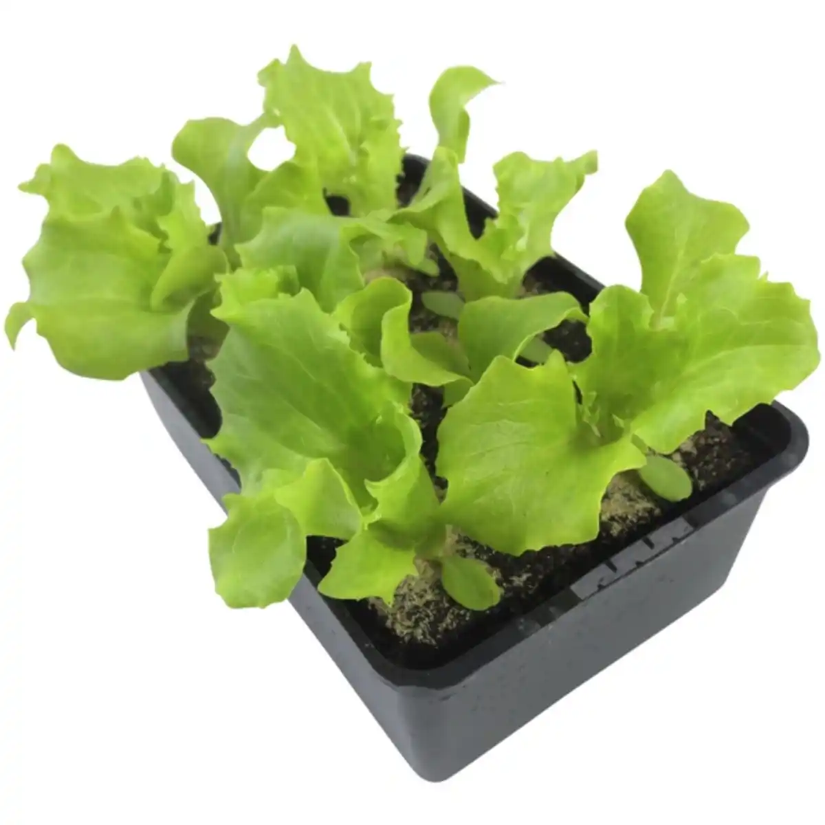 Bild 2 von Pflanze, Eisberg Salat, 6er Schale