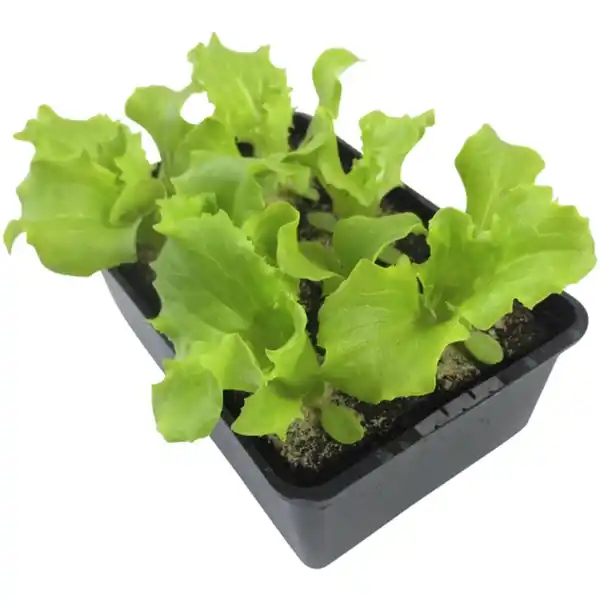 Bild 2 von Pflanze, Eisberg Salat, 6er Schale