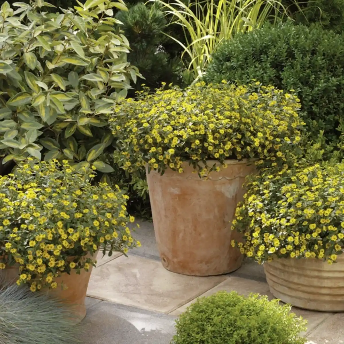 Bild 4 von Husarenknöpfchen, Sanvitalia procumbens, Blüte: gelb