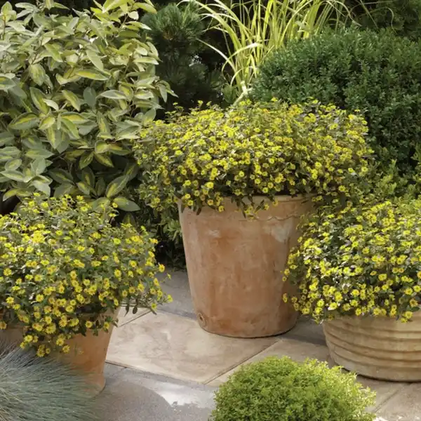 Bild 4 von Husarenknöpfchen, Sanvitalia procumbens, Blüte: gelb