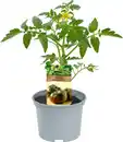 Bild 1 von Historische Tomaten Solanum lycopersicum 12 cm Topf