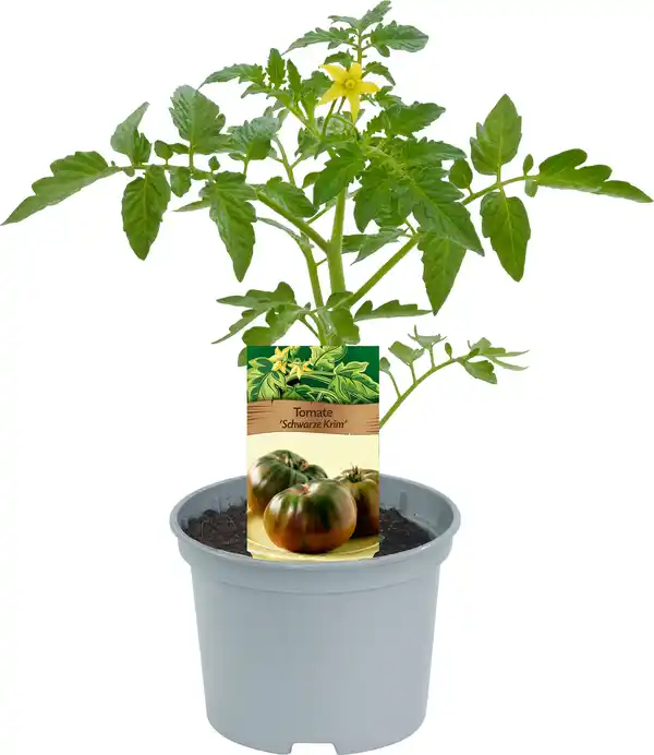 Bild 1 von Historische Tomaten Solanum lycopersicum 12 cm Topf