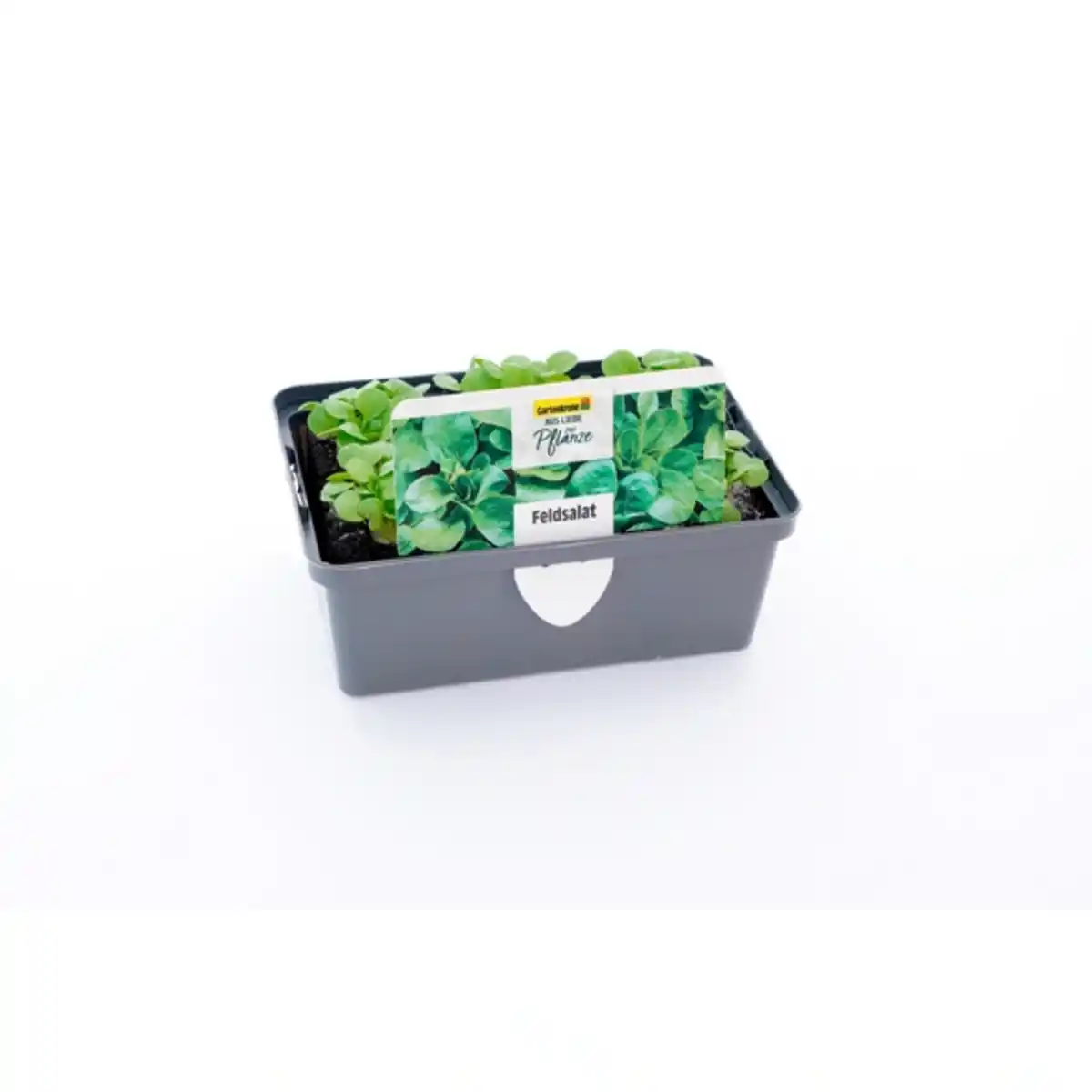 Bild 2 von Pflanze, Feldsalat, 6er Schale