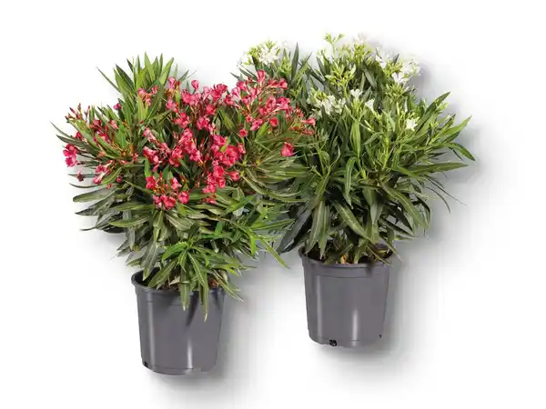 Bild 1 von Oleander