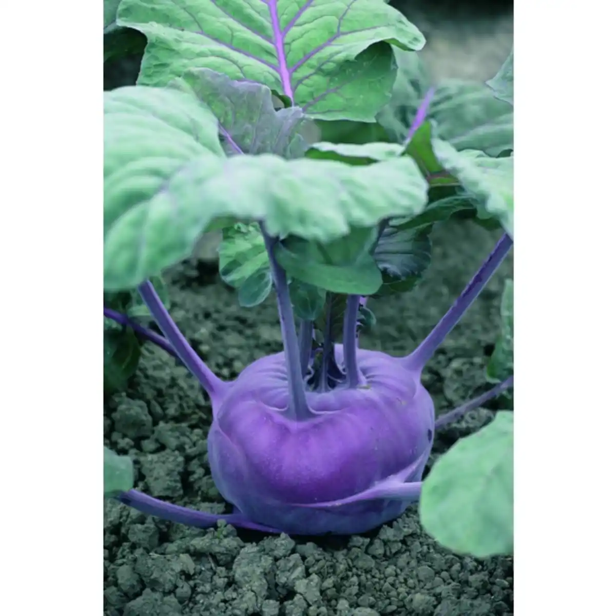 Bild 2 von Pflanze, Kohlrabi , 6er Schale