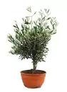 Bild 1 von Olea europaea Tarrina Olivenbaum Schale 25 cm