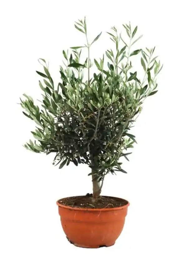 Bild 1 von Olea europaea Tarrina Olivenbaum Schale 25 cm
